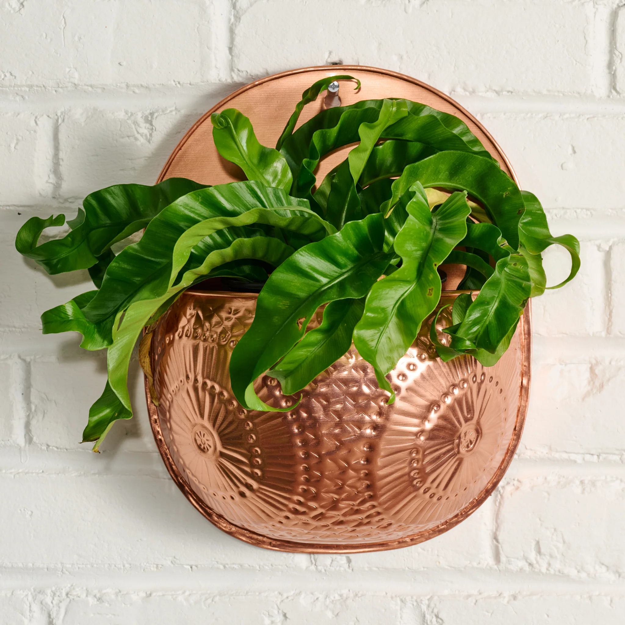 Dekhava Embossed Wall Planter - Image 2